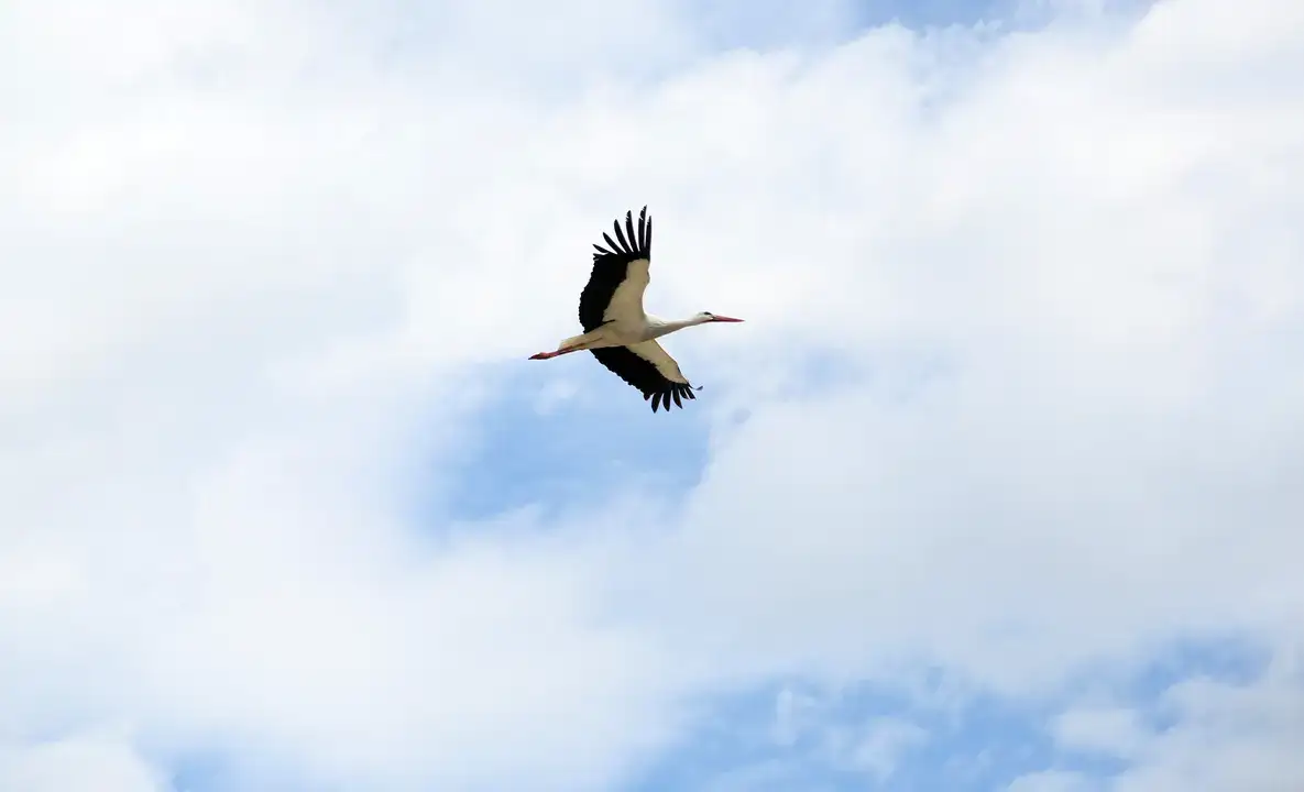Serik Dikmen’de Leylek Yuvası Krizi Tatlıya Bağlandı 4